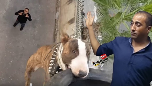 فيديو: تعرفوا على قدرات كلب الــ"بول تيرير"الخارقة مع جمال ...